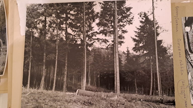 Black and white photo of pine trees, one felled.